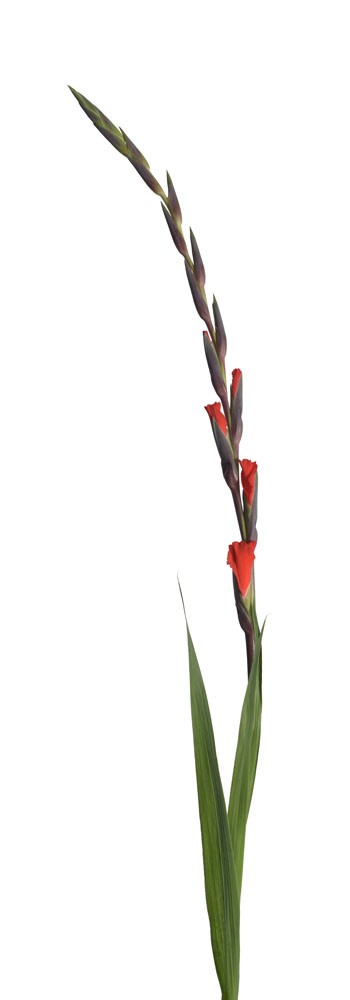 Preview gladiole 04.jpg